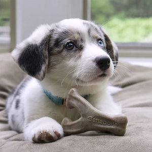 Benebone Puppy Wishbone Dog Chew Toy – Bacon - Small - Shopivet.com