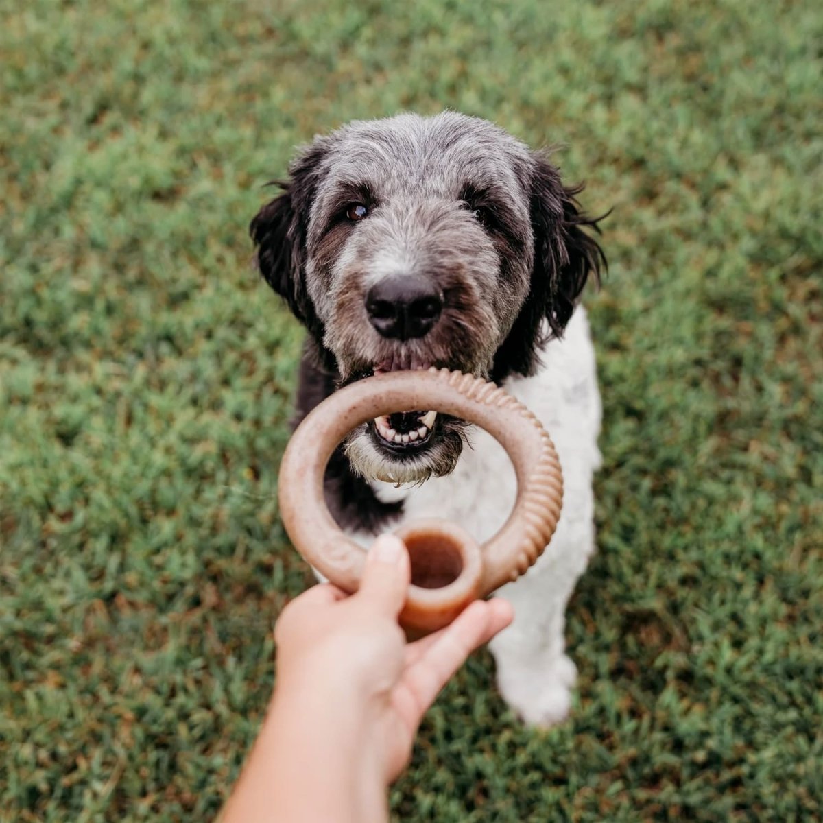 Benebone RING Dog Toy – Bacon - Large - Shopivet.com