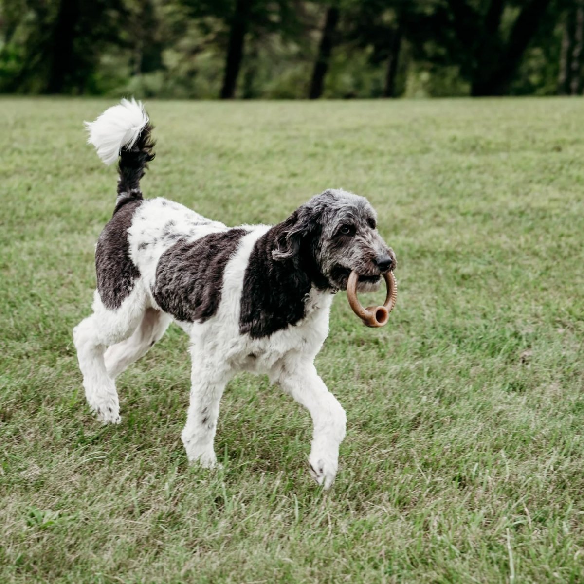 Benebone RING Dog Toy – Bacon - Medium - Shopivet.com
