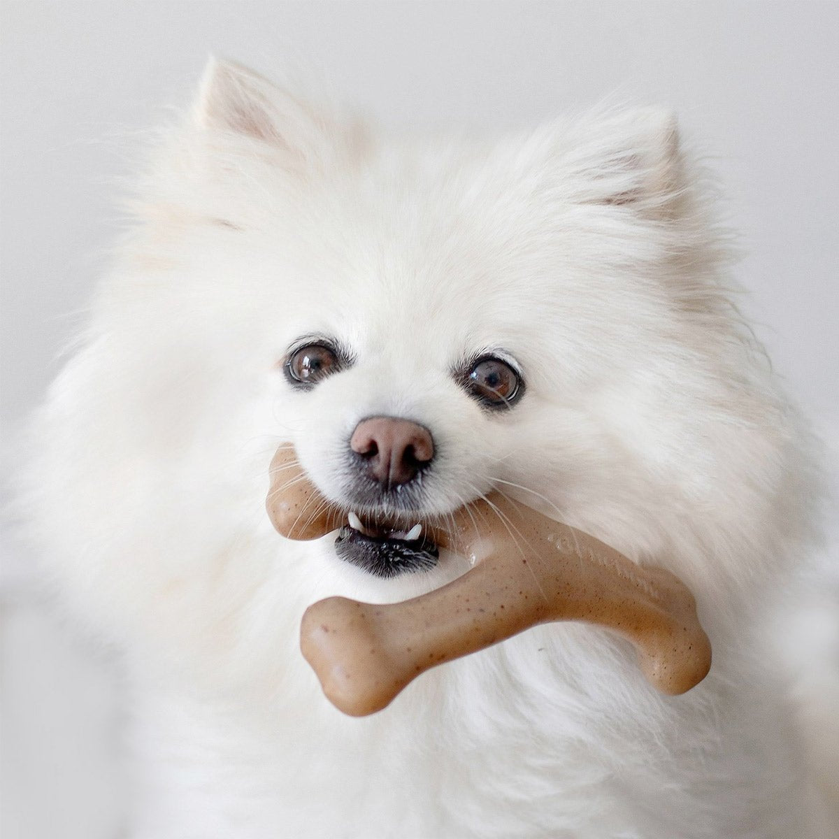 Benebone Wishbone Dog Chew Toy – Bacon - Small - Shopivet.com