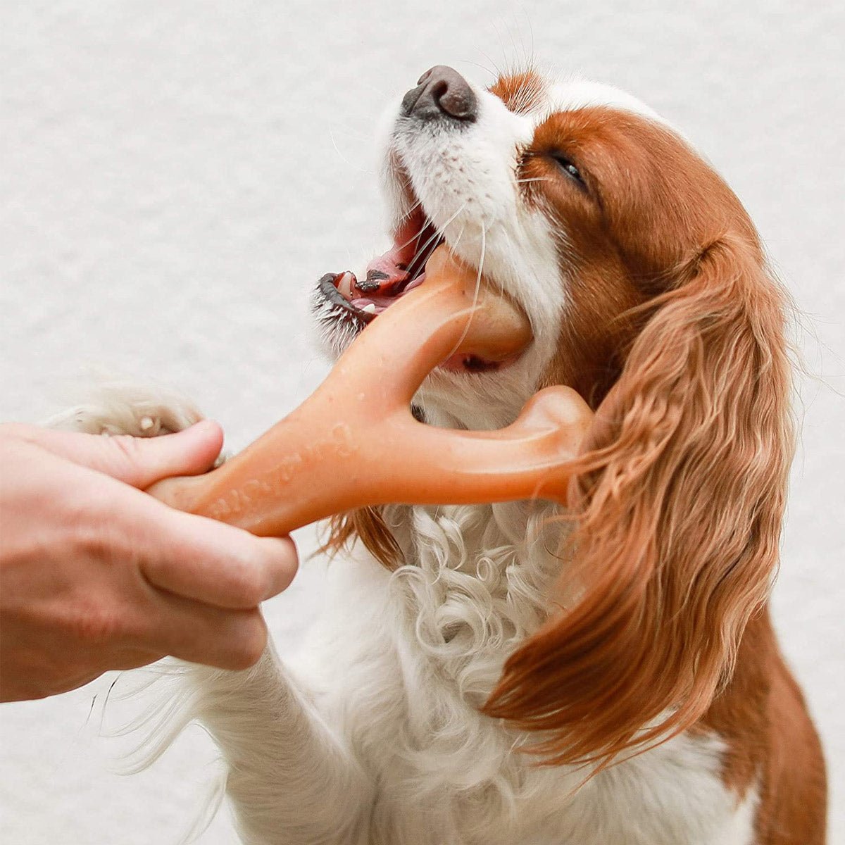 Benebone Wishbone Dog Chew Toy – Chicken - Medium - Shopivet.com