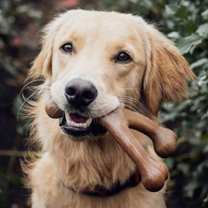 Benebone Wishbone Dog Chew Toy – Peanut - Small - Shopivet.com