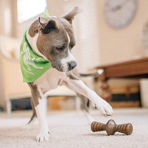 Benebone Zaggler Dog Chew Toy – Bacon - Large - Shopivet.com