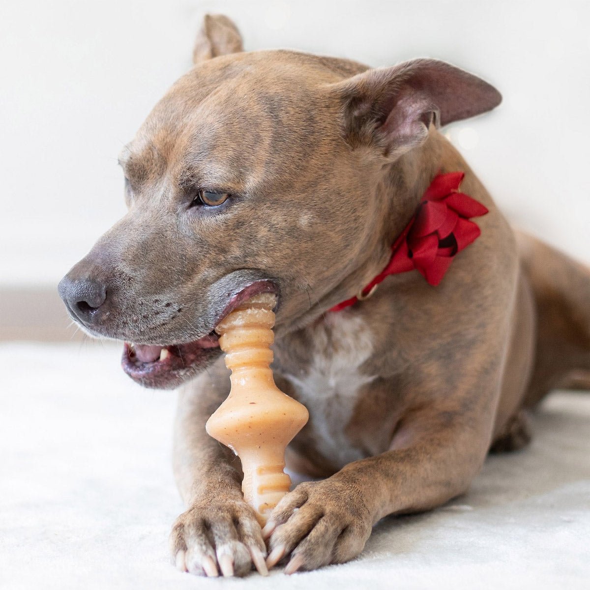 Benebone Zaggler Dog Chew Toy – Chicken - Small - Shopivet.com