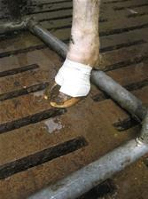 BOVIVET Hoof Bandage, L, 10/pk