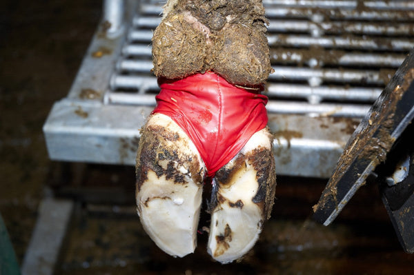 BOVIVET Hoof Bandage XL, 10/pk