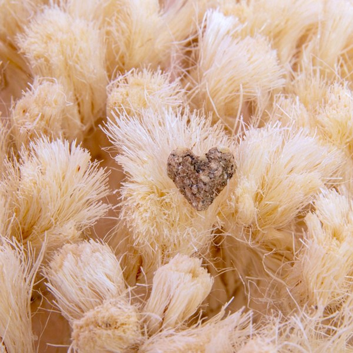 Bunny Nature SNUFFLEBOARD - Shopivet.com