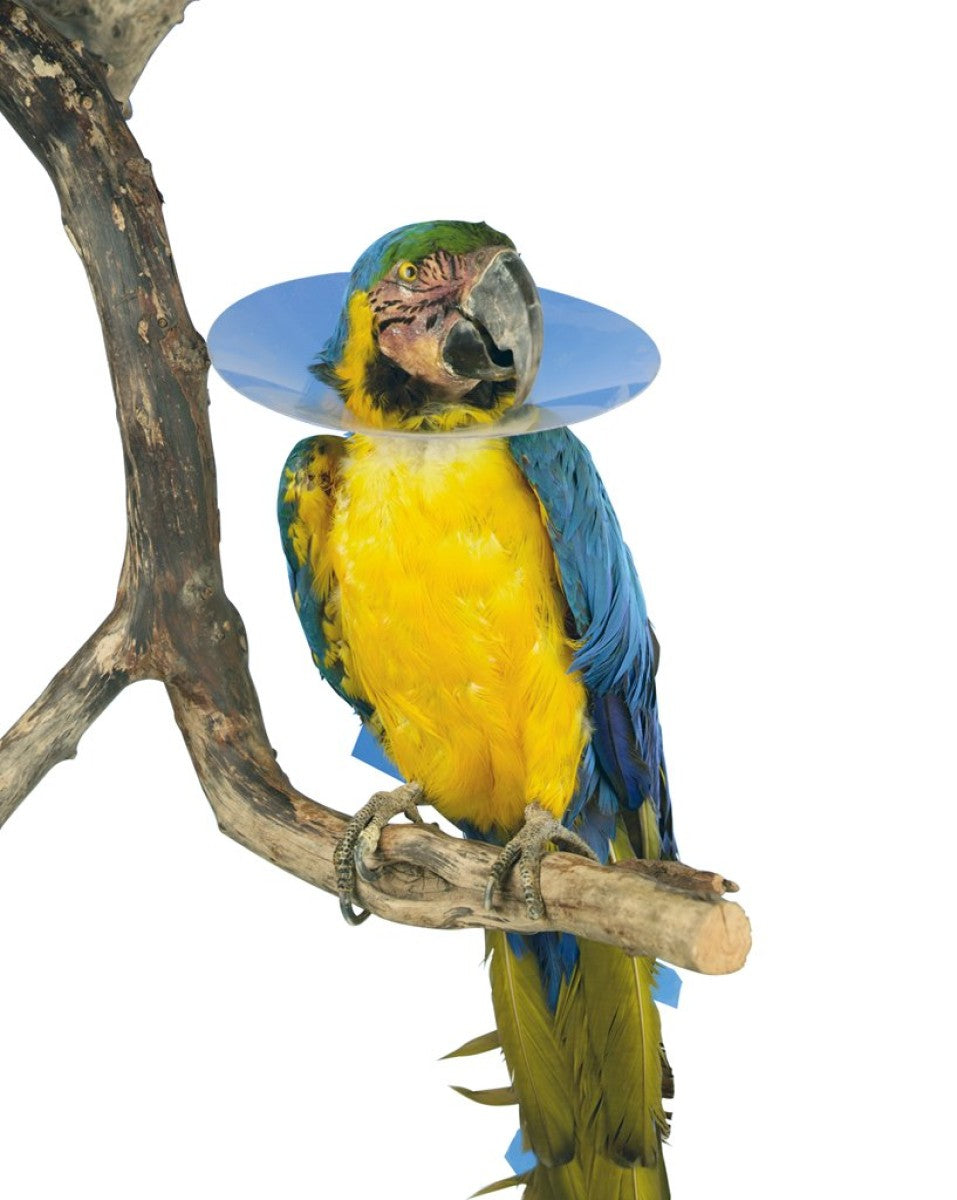 BUSTER Bird Collar, 100 mm, 10/pk