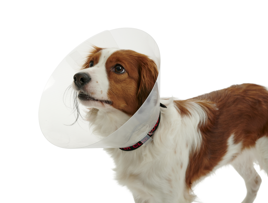 BUSTER Classic Dog Collar, 30 cm, Transparent, 10 pcs