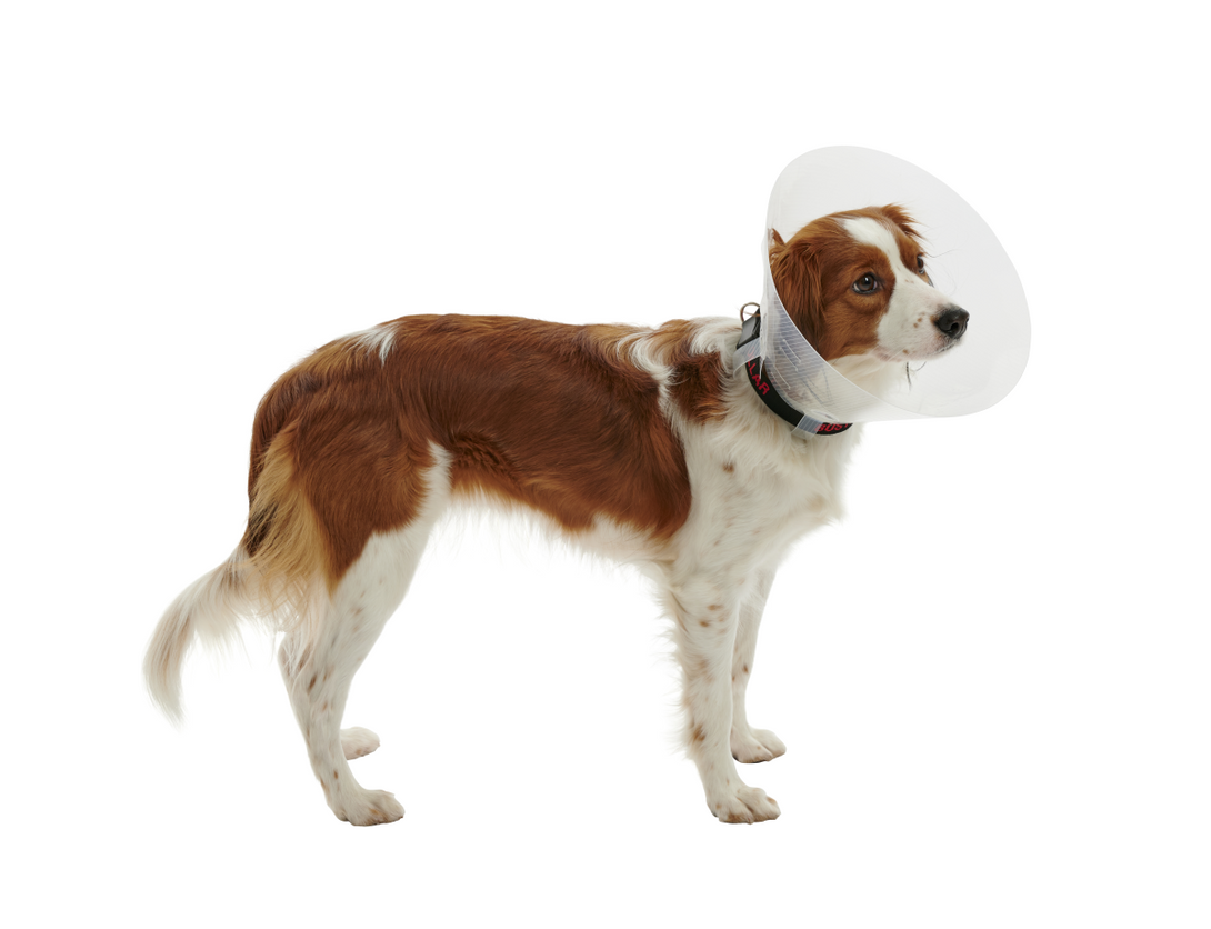 BUSTER Classic Dog Collar, 30 cm, Transparent, 10 pcs