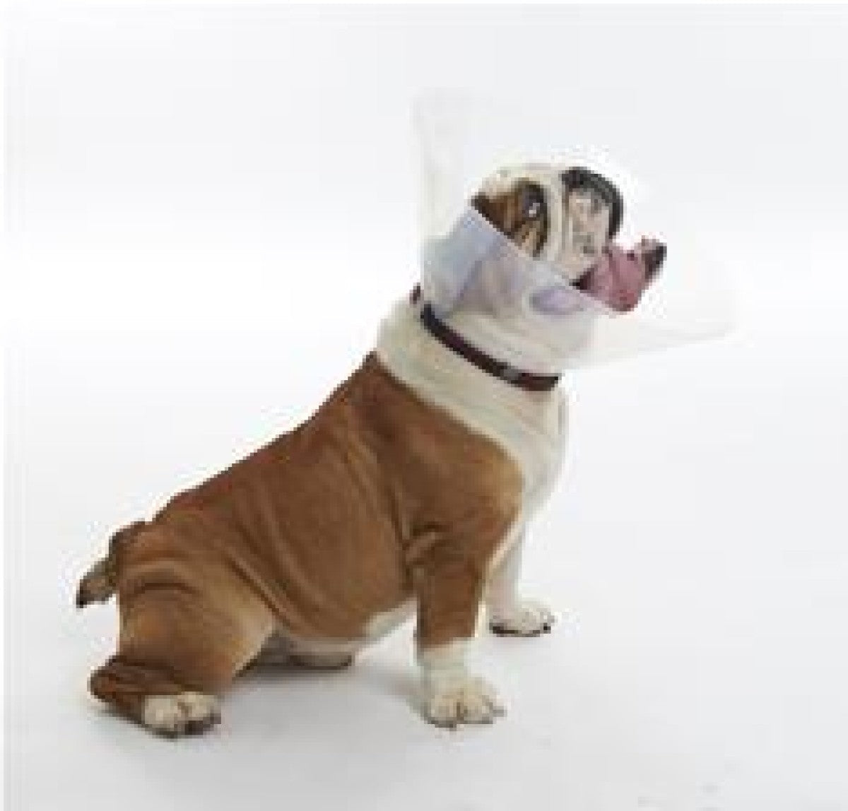Buster collar Brachycephalic L 18-25kg 10/pk