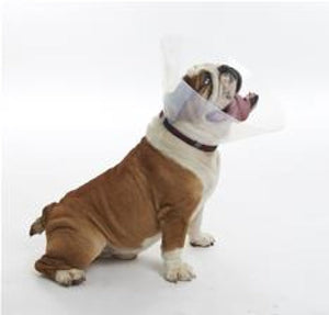 Buster collar Brachycephalic L 18-25kg 10/pk