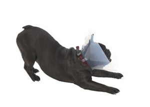 Buster collar Brachycephalic M 9-16kg 10/pk