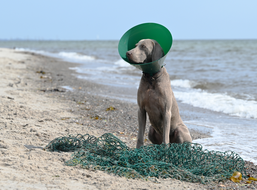 BUSTER Green Ocean Collar, 7.5 cm, 5/pk