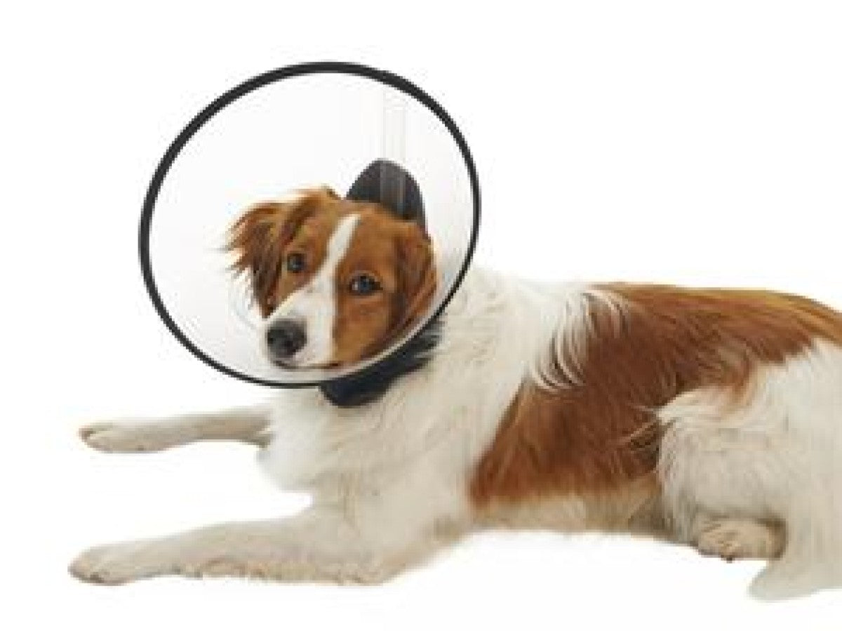 BUSTER Premium Dog Collar, Starter Pack