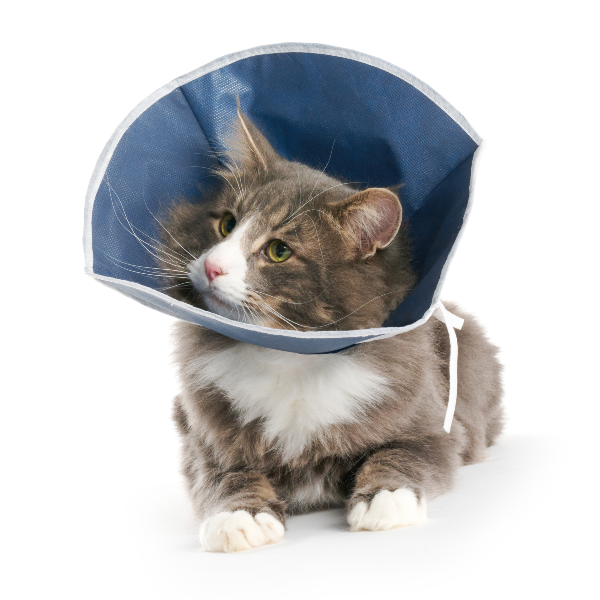 BUSTER Soft Collar, Cats and small Dogs, 10/pk