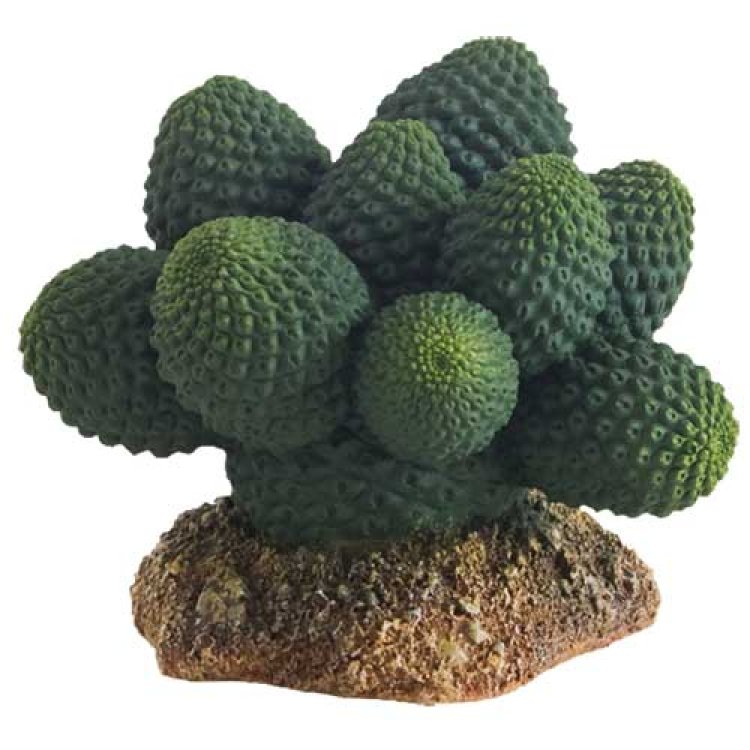 Cactus Atacama 7 cm - Shopivet.com