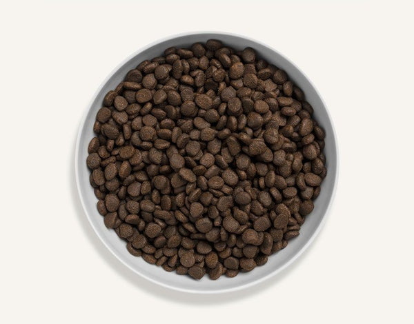 Canagan Scottish Salmon Dry Cat Food - 4KG - Shopivet.com