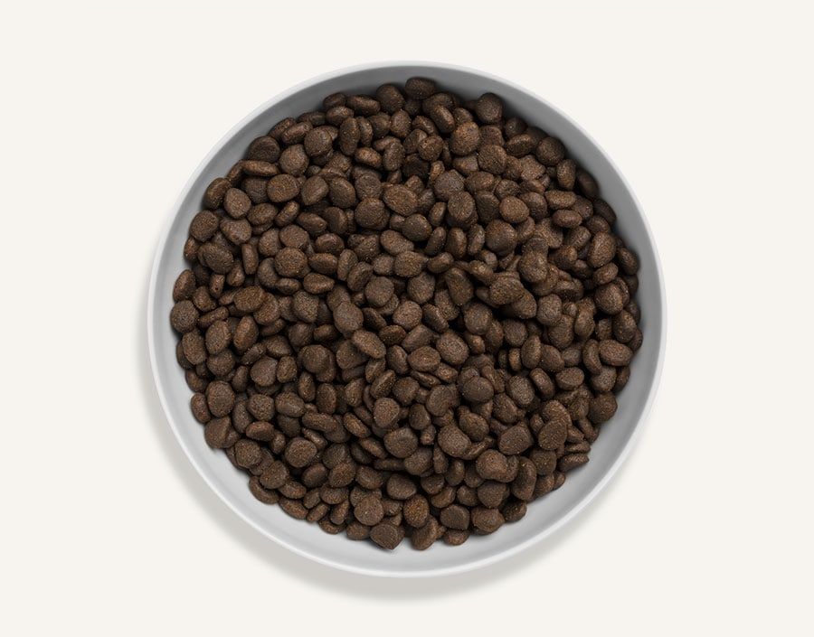 Canagan Scottish Salmon Dry Cat Food - 4KG - Shopivet.com