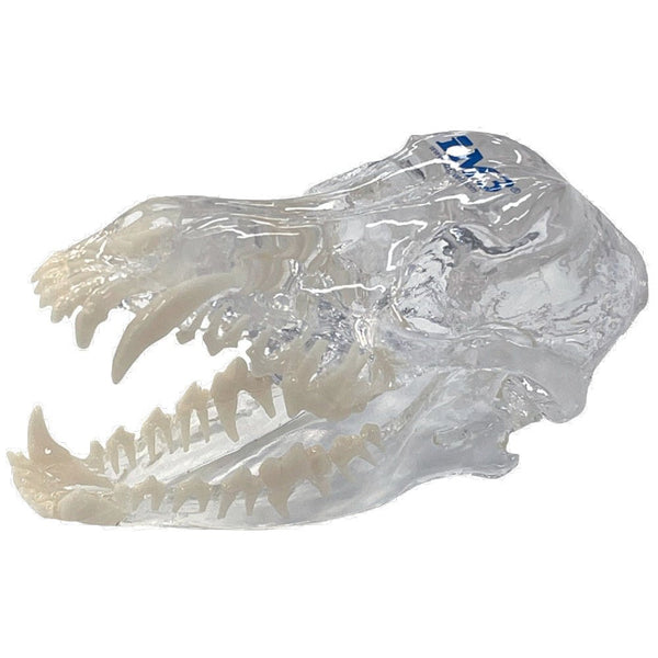 Canine Clear Skull Model - Shopivet.com