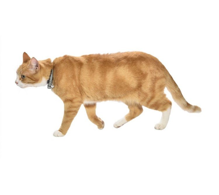 Chic Cat Collar - Black - Shopivet.com