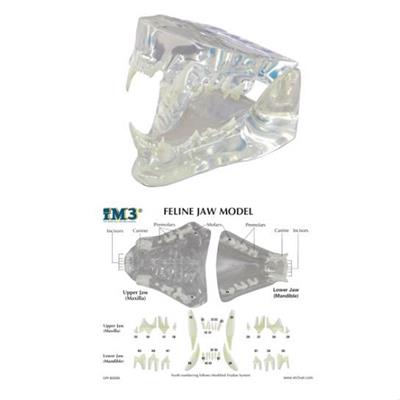 Clear Feline Jaw Model With Info Card - Shopivet.com