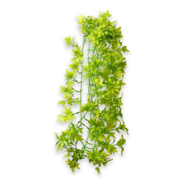 Climber Ivy 70 cm - Shopivet.com