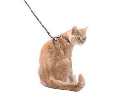 Confetti Cat Harness & Lead / XS - Shopivet.com