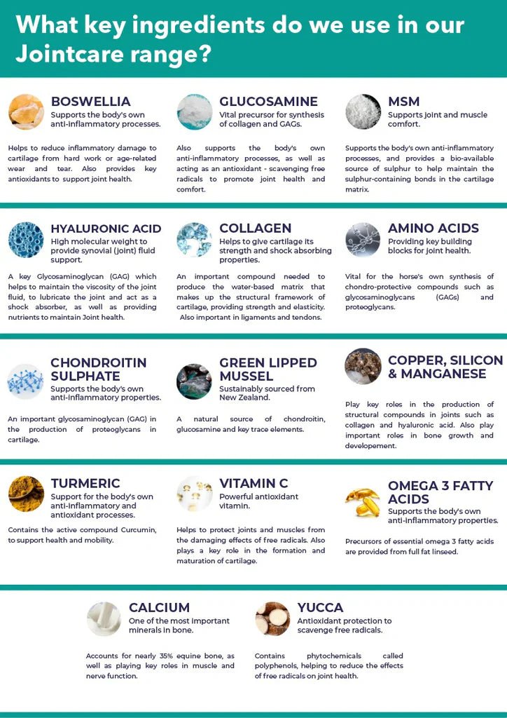 Cortaflex HA Super Fenn Powder 500g - Shopivet.com