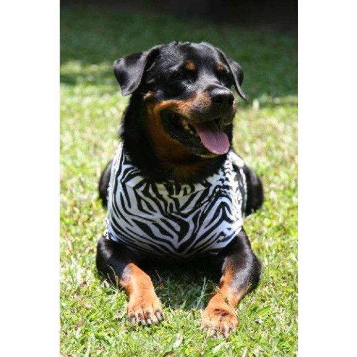 DOG MEDICAL SHIRT ZEBRA - Shopivet.com