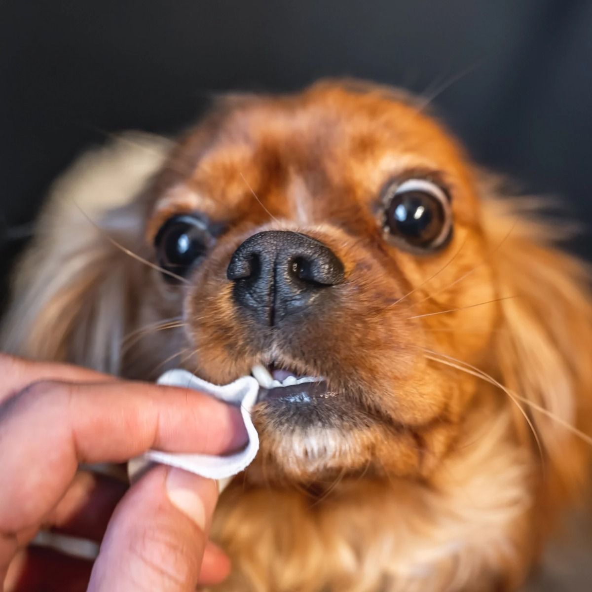 DogsLife Dental Wipes Dog 50pcs - Shopivet.com