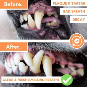 DogsLife Dental Wipes Dog 50pcs - Shopivet.com