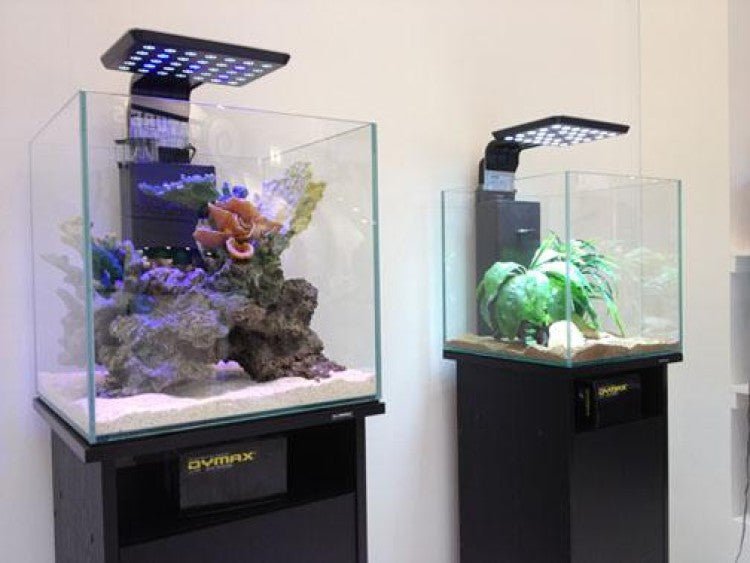 Dymax Crystal Clear Cube Tank 46 cm - Shopivet.com