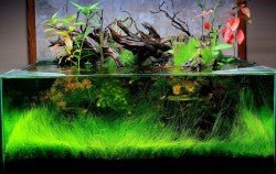 Dymax Shallow Aquarium 60CM X 30CM X 18CM (5 MM) - Shopivet.com