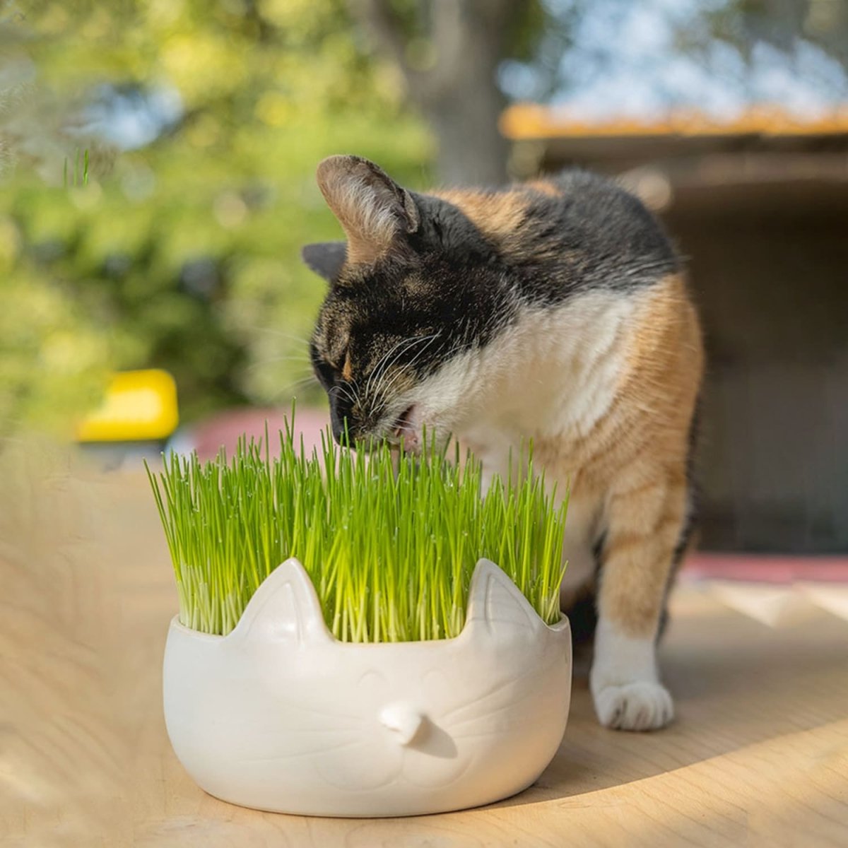 Erba Piu Week Soil and Seeds Kit for Cat Grass - Shopivet.com