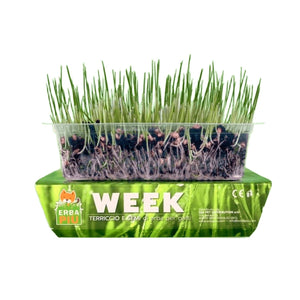 Erba Piu Week Soil and Seeds Kit for Cat Grass - Shopivet.com