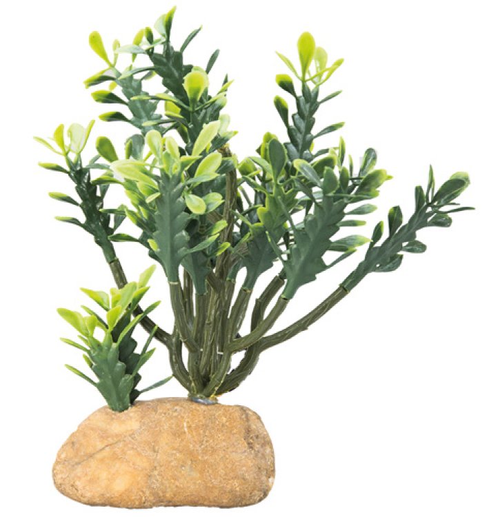 Euphorbia 15 x 7 x 17 cm - Shopivet.com