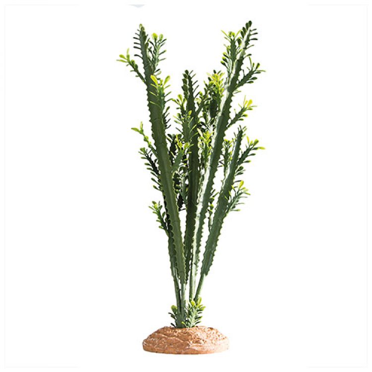 Euphorbia 25 x 10 x 49 cm - Shopivet.com