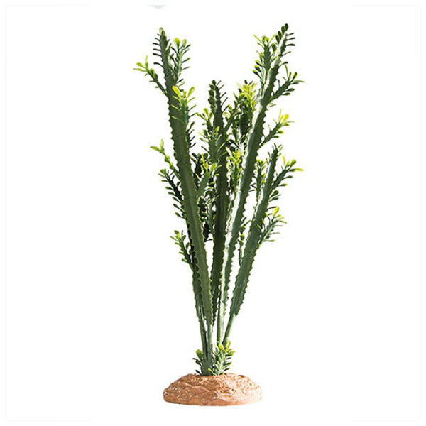 Euphorbia 25 x 10 x 49 cm - Shopivet.com