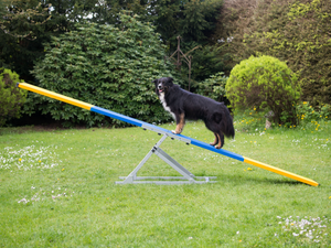 FCI Agility Professional Teeter (2 parts)