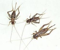 Feeder Crickets M/L (Pack of approx. 60pcs) - Shopivet.com