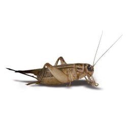 Feeder Crickets S (Pack of approx. 60pcs) - Shopivet.com