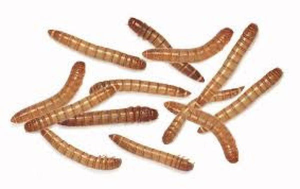 Feeder Mealworm (Pack of approx. 100 pcs) - Shopivet.com