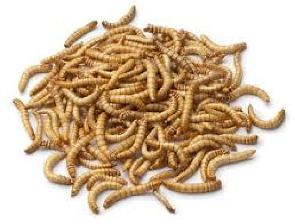 Feeder Mealworms (Bulk pack 50g) - Shopivet.com