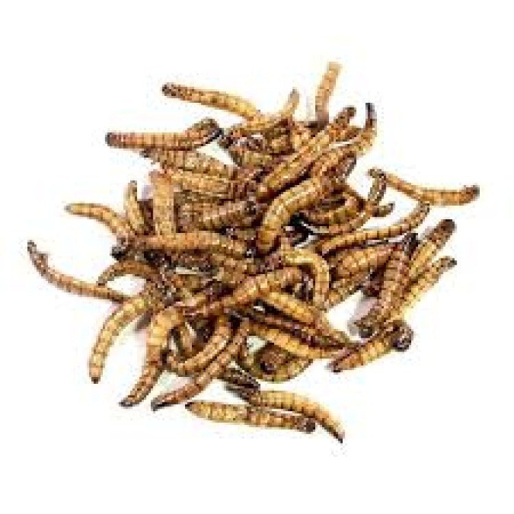 Feeder superworms (Bulk pack 50g) - Shopivet.com