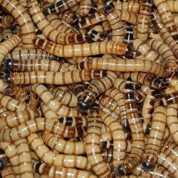 Feeder superworms (Bulk pack 50g) - Shopivet.com