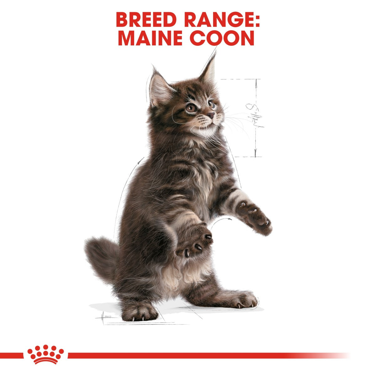 Feline Breed Nutrition Maine Coon Kitten 2 KG