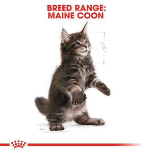 Feline Breed Nutrition Maine Coon Kitten 2 KG