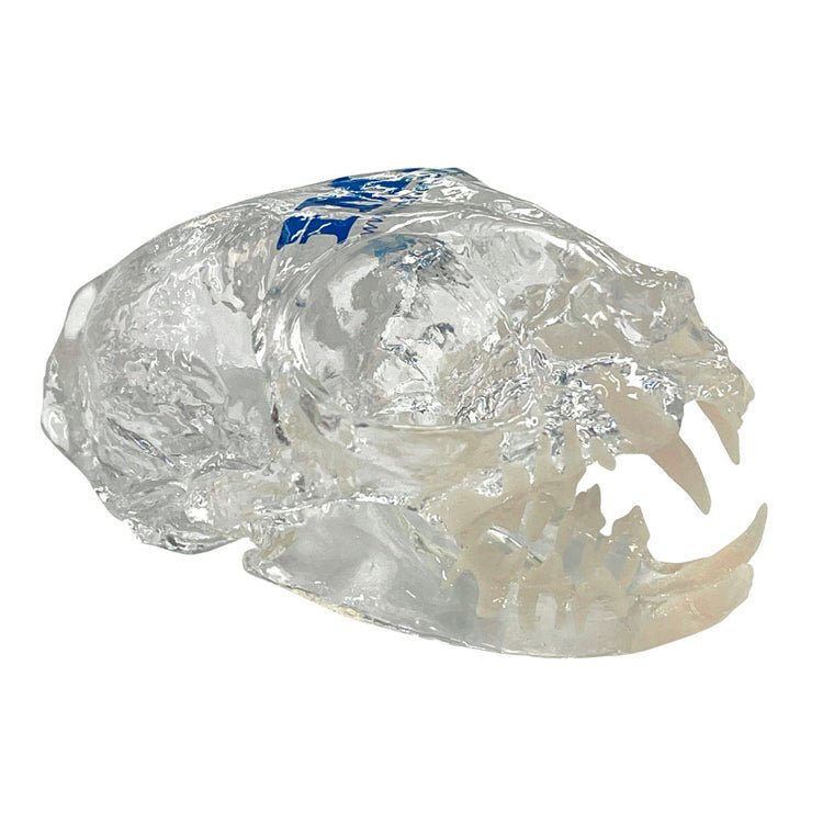 Feline Clear Skull Model - Shopivet.com