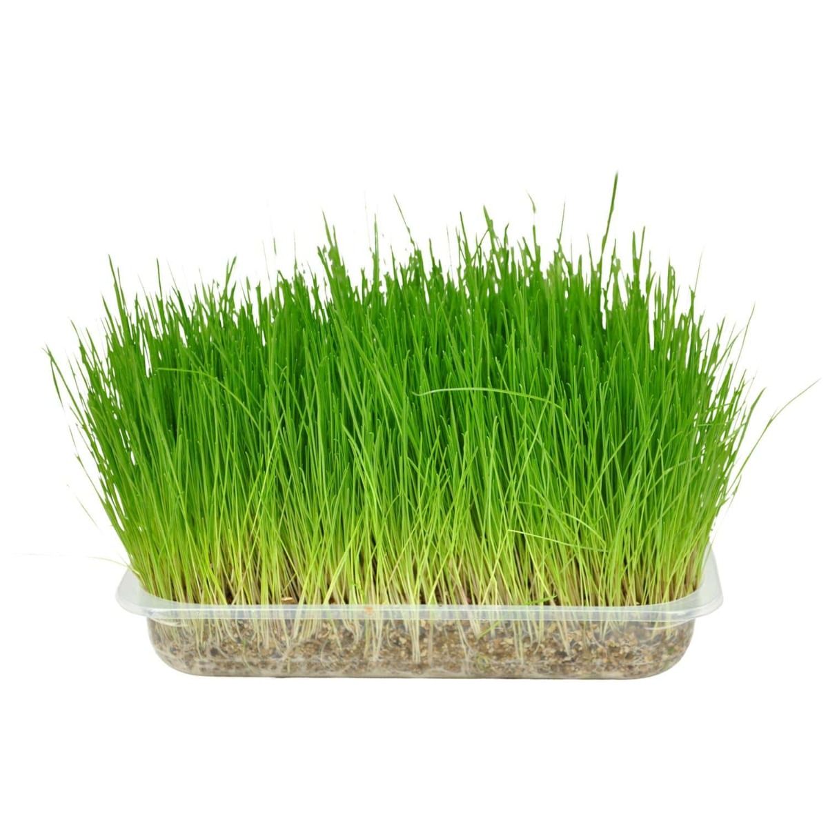 Flamingo Cat Grass Seed Herba - Shopivet.com